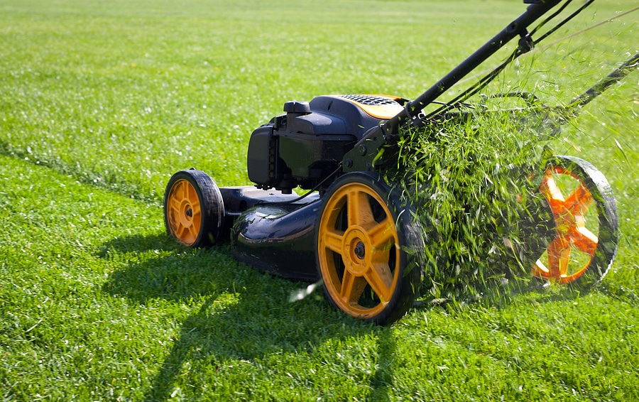 Essential Tips for Late Summer Lawn Care