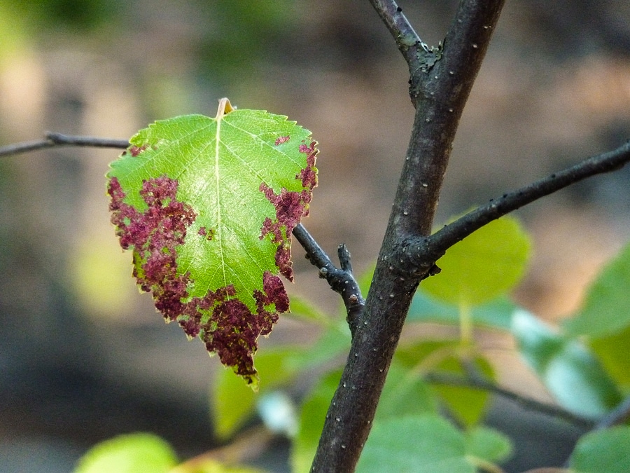 Tree Disease Treatment: Give Your Trees the Care They Need