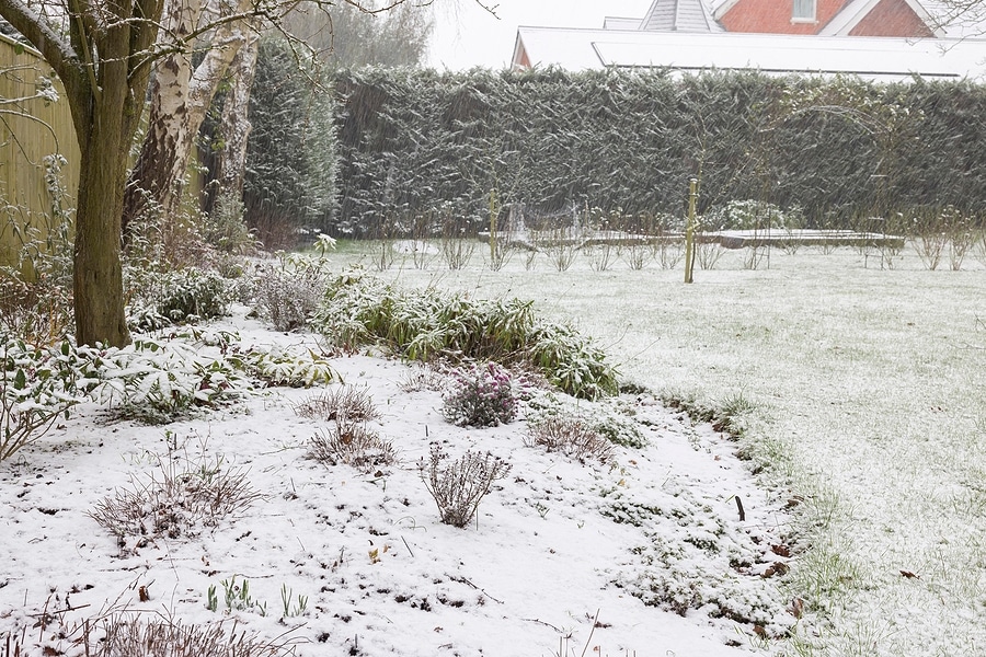 Do Lawn Pests Survive the Winter? What You Should Know