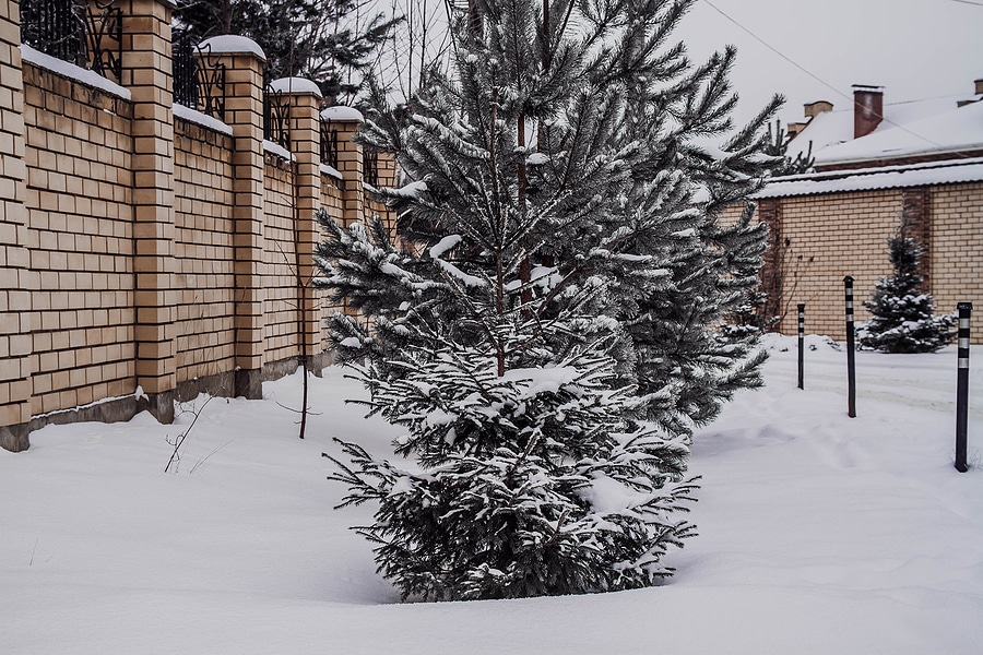 How to Care for Trees and Shrubs in Winter