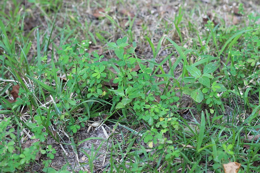 How to Spot Early Lawn Trouble Before It Spreads