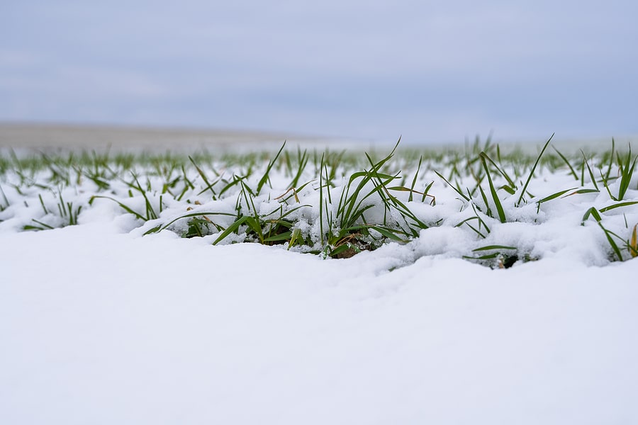 The Impact of Snow and Ice on Your Grass